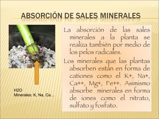 H2O Minerales: K, Na, Ca… La absorción de las sales minerales a la planta se realiza también por medio de los pelos radicales.  Los minerales que las plantas absorben están en forma de cationes como el K+, Na+, Ca++, Mg+, Fe++. Asimismo absorbe  minerales en forma de iones como el nitrato, sulfato y fosfato. 