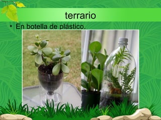 terrario
• En botella de plástico.