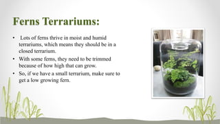 Ferns Terrariums:
• Lots of ferns thrive in moist and humid
terrariums, which means they should be in a
closed terrarium.
• With some ferns, they need to be trimmed
because of how high that can grow.
• So, if we have a small terrarium, make sure to
get a low growing fern.
 