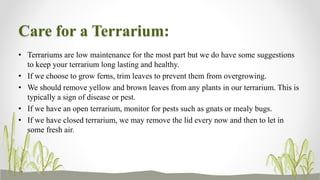 Care for a Terrarium:
• Terrariums are low maintenance for the most part but we do have some suggestions
to keep your terrarium long lasting and healthy.
• If we choose to grow ferns, trim leaves to prevent them from overgrowing.
• We should remove yellow and brown leaves from any plants in our terrarium. This is
typically a sign of disease or pest.
• If we have an open terrarium, monitor for pests such as gnats or mealy bugs.
• If we have closed terrarium, we may remove the lid every now and then to let in
some fresh air.
 
