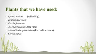 Plants that we have used:
• Lycoris radiate (spider lilly)
• Echinopsis eyriesii
• Perilla frutescens
• Aloe barbadensis (Aloe vera)
• Mammillaria spinosissima (Pin cushion cactus)
• Cereus miller
 