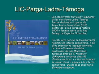 LIC-Parga-Ladra-Támoga Los ecosistemas fluviales y lagunares de los ríos Parga-Ladra-Támoga fueron declarados Lugares de Importancia Comunitaria (LIC) dentro de la Red Europea Natura 2000 y forman parte de la Red Gallega de Espacios Naturales.  En esta área natural se localizaron 15 hábitats de interés comunitario, 4 de ellos prioritarios: bosques aluviales de  Alnes-Fraxinus , abedules pantanosos  Betulo-Molinietum , turberas altas de  E. tetralix  y  Sphagnum  y turberas altas de  Cladium mariscus . A estas variedades se suman otras 3 especies de interés comunitario, una de ellas prioritaria:  Eryngium viviparum . 