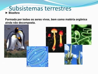 Subsistemas terrestres► Biosfera
Formada por todos os seres vivos, bem como matéria orgânica
ainda não decomposta.
 