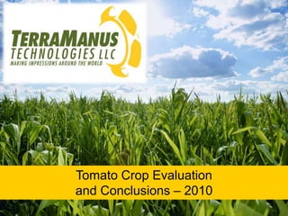 Tomato Crop Evaluation
and Conclusions – 2010
 