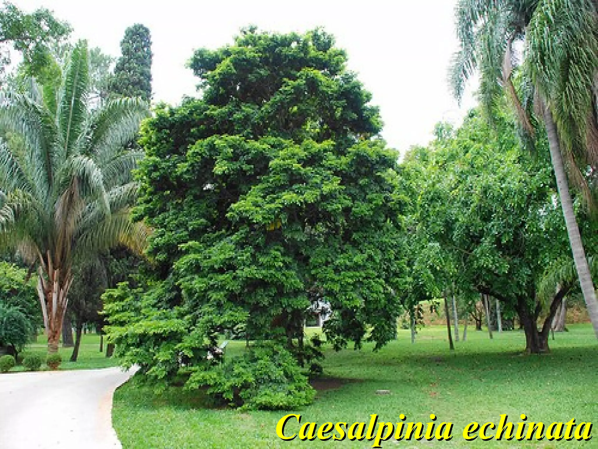 Caesalpinia echinata