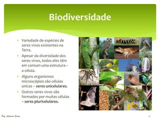Biodiversidade

                  Variedade de espécies de
                   seres vivos existentes na
                   Terra.
                  Apesar da diversidade dos
                   seres vivos, todos eles têm
                   em comum uma estrutura –
                   a célula.
                  Alguns organismos
                   microscópios são células
                   unicas – seres unicelulares.
                  Outros seres vivos são
                   formados por muitas células
                   – seres pluricelulares.


Prof. Catarina Soares                               21
 