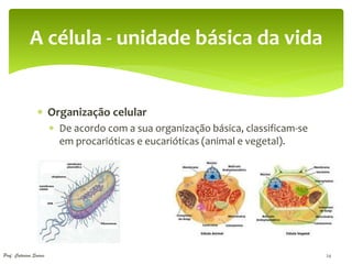 A célula - unidade básica da vida


                  Organização celular
                         De acordo com a sua organização básica, classificam-se
                          em procarióticas e eucarióticas (animal e vegetal).




Prof. Catarina Soares                                                              24
 