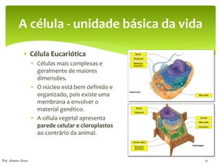 A célula - unidade básica da vida

                  Célula Eucariótica
                         Células mais complexas e
                          geralmente de maiores
                          dimensões.
                         O núcleo está bem definido e
                          organizado, pois existe uma
                          membrana a envolver o
                          material genético.
                         A célula vegetal apresenta
                          parede celular e cloroplastos
                          ao contrário da animal.



Prof. Catarina Soares                                     26
 