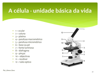 A célula - unidade básica da vida


                       1 – ocular
                       2 – coluna
                       3 – platina
                       4 – parafuso macrométrico
                       5 – parafuso micrométrico
                       6 – base ou pé
                       7 – fonte luminosa
                       8 – diafragma
                       9 – pinças
                       10 – objectivas
                       11 – revólver
                       12 – tubo optico


Prof. Catarina Soares
                                                    28
 