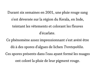 Durant six semaines en 2001, une pluie rouge sang
   s'est déversée sur la région du Kerala, en Inde,
    teintant les vêtements et colorant les fleuves
                     d'écarlate.
Ce phénomène assez impressionnant s'est avéré être
   dû à des spores d'algues de lichen Trentepohlia.
Ces spores présents dans l'eau ayant formé les nuages
      ont coloré la pluie de leur pigment rouge.
 