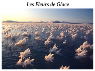 Les Fleurs de GlaceLes Fleurs de Glace
 