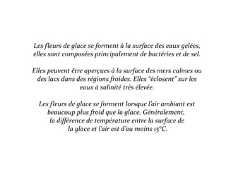 Les fleurs de glace se forment à la surface des eaux gelées,
elles sont composées principalement de bactéries et de sel.
Elles peuvent être aperçues à la surface des mers calmes ou
des lacs dans des régions froides. Elles “éclosent” sur les
eaux à salinité très élevée.
Les fleurs de glace se forment lorsque l’air ambiant est
beaucoup plus froid que la glace. Généralement,
la différence de température entre la surface de
la glace et l’air est d’au moins 15°C.
 