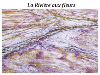 La Rivière aux fleursLa Rivière aux fleurs
 
