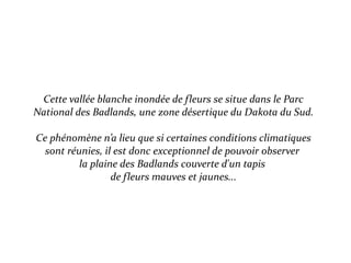 Cette vallée blanche inondée de fleurs se situe dans le Parc
National des Badlands, une zone désertique du Dakota du Sud.
Ce phénomène n’a lieu que si certaines conditions climatiques
sont réunies, il est donc exceptionnel de pouvoir observer
la plaine des Badlands couverte d'un tapis
de fleurs mauves et jaunes...
 
