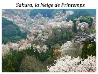 Sakura, la Neige de PrintempsSakura, la Neige de Printemps
 