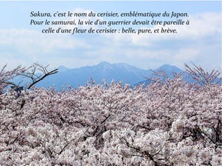 Sakura, c'est le nom du cerisier, emblématique du Japon.
Pour le samurai, la vie d'un guerrier devait être pareille à
celle d'une fleur de cerisier : belle, pure, et brève.
 