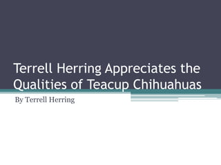 Terrell Herring Appreciates the
Qualities of Teacup Chihuahuas
By Terrell Herring
 