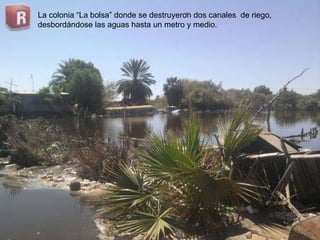 La colonia “La bolsa” donde se destruyeron dos canales  de riego, desbordándose las aguas hasta un metro y medio. 