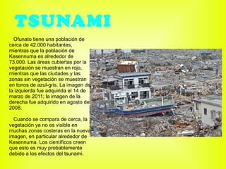 TSUNAMI Ofunato tiene una población de cerca de 42.000 habitantes, mientras que la población de Kesennuma es alrededor de 73.000. Las áreas cubiertas por la vegetación se muestran en rojo, mientras que las ciudades y las zonas sin vegetación se muestran en tonos de azul-gris. La imagen de la izquierda fue adquirida el 14 de marzo de 2011; la imagen de la derecha fue adquirido en agosto de 2008. Cuando se compara de cerca, la vegetación ya no es visible en muchas zonas costeras en la nueva imagen, en particular alrededor de Kesennuma. Los científicos creen que esto es muy probablemente debido a los efectos del tsunami. 