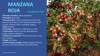 MANZANA
ROJA
Nombre Cientifico: Malus domestica
Variedad: Royal Gala.
Características: Fruto se caracteriza por un tono
rojo intenso de piel, el color varía de amarillo a casi
naranja, es densa, dulce, aromática y jugosa.
Hoja: Caduca.
Densidad : plantas/ha): 1.010 (4,5m x 2,2m)
Polinización: Poliniza con Fuji, Red Delicious,
Empire, Spartan y Braeburn.
Sistema de producción: Hileras entre 4,5m y 2,2m
entre plantas.
Riego: Por Goteo.
Enfermedades y plagas: Pulgón Lanígero, Escama
San José, cuello de la corana, chanchito blanco.
Fecha cosecha: Febrero - Marzo
 