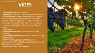 VIDES
Nombre Cientifico: Vitis vinífera L.
Variedad: Chardonnay, Cabernet sauvignon, entre otras.
Características: La vid es una planta leñosa, perenne,
las cepas presentan órganos que brotan anualmente,
primero herbáceos (pámpanos) y luego madurados a
leñosos (sarmientos). frutos la UVA. La uva se presenta
en forma de racimos, formados por la unión de varios
granos.
Hoja: Caduca.
Sistema de producción: Parronal, conducción de
sarmientos.
Densidad de plantación: (Plantas/ha): 2.667 (2,5 X 1,5)
Riego: Por goteo.
Enfermedades y plagas: Burrito (Naupactus
xanthographus), chanchito blanco, Falsa arañita de la vid
(Brevipalpus chilensis Baker).
Atracticida: ISONET, cada 8 parras.
Fecha cosecha: Marzo a Mayo.
 