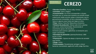 CEREZO
Nombre Cientifico: Prunus subg. Cerasus
Variedad: Lapins y Regina.
Características: Los frutos corresponden a drupas,
formadas por un carozo que contiene una semilla simple
cubierta por tejido carnoso, pulpa o mesocarpio, que es
generalmente comestible, es lisa y coloreada, amarilla y
rojiza en algunos casos hasta casi negra en otros.
Hoja: Caduca; Tiene flor Masculina y Femenina.
Sistema de producción: Hileras cada 4,2m y plantas
cada 2,2m, ramas horizontales, favoreciendo el
crecimiento apical a 4m de altura.
Incisiones para auxinas y giberilinas en brotación para
mayor crecimiento.
Densidad de plantación: (plantas/hectárea): 1082
(4,2m x 2,2m).
Polinización: Cajones de abejas e injertos de variedad
mas fuertes.
Riego: Goteo.
Enfermedades: Pseudomonas syringae o cáncer
bacterial, (nematodos), agalla del cuello; plaga: Burritos.
Fecha de cosecha:
Noviembre-Diciembre.
 