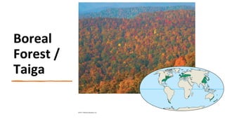 Boreal
Forest /
Taiga
 