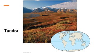 Tundra
 