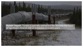 Human Impact: Tundra is sparsely settled but has become the focus
of signiﬁcant mineral and oil extraction in recent years.
 