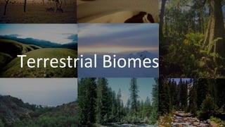 Terrestrial Biomes
 