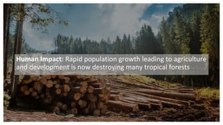 Human Impact: Rapid population growth leading to agriculture
and development is now destroying many tropical forests
 