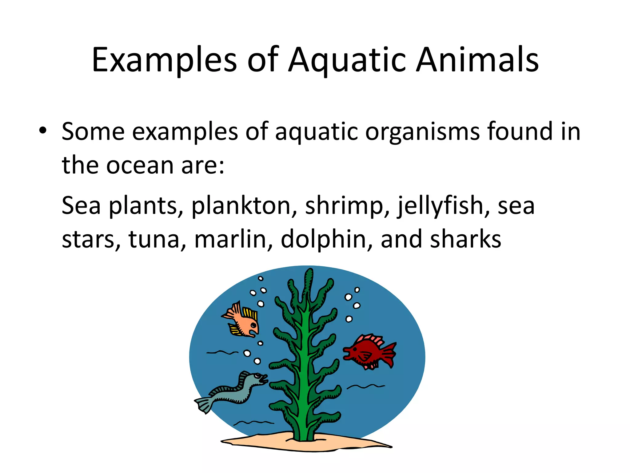 Terrestrial and Aquatic Food Chains PPT