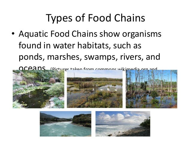 Terrestrial and Aquatic Food Chains