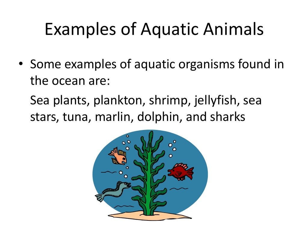 Terrestrial and Aquatic Food Chains