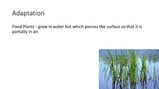 Adaptation
Fixed Plants - grow in water but which pierces the surface so that it is
partially in air.
 
