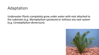 Adaptation
Underwater Plants completely grow under water with root attached to
the substrate (e.g. Myriophyllum spicatum) or without any root system
(e.g. Ceratophyllum demersum).
 