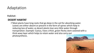 Adaptation
Habitat:
DESERT HABITAT
Most plants have long roots that go deep in the soil for absorbing water.
Leaves are either absent or present in the form of spines which help in
reducing loss of water, as desert plants lose very little water through
transpiration. Example: Cactus, have a thick ,green fleshy stem covered with a
thick waxy layer which helps to retain water and also carry out
photosynthesis.
 