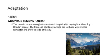 Adaptation
Habitat:
MOUNTAIN REGIONS HABITAT
The trees in mountain regions are conical shaped with sloping branches. E.g.:
Deodar, Spruce. The leaves of plants are needle like in shape which helps
rainwater and snow to slide off easily.
 