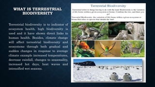 WHAT IS TERRESTRIAL
BIODIVERSITY
Terrestrial biodiversity is to indicator of
ecosystem health, high biodiversity is
used and it have shown direct links to
human health. Besides, climate change
will affect terrestrial biodiversity and
ecosystems through both gradual and
sudden changes in response to average
climate example increased temperatures,
decrease rainfall, changes to seasonality,
increased hot days, heat waves and
intensified wet seasons.
 