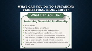 WHAT CAN YOU DO TO SUSTAINING
TERRESTRIAL BIODIVERITY?
 