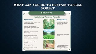 WHAT CAN YOU DO TO SUSTAIN TOPICAL
FOREST
 