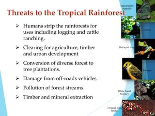  Humans strip the rainforests for 
uses including logging and cattle 
ranching. 
 Clearing for agriculture, timber 
and urban development 
 Conversion of diverse forest to 
tree plantations. 
 Damage from off-roads vehicles. 
 Pollution of forest streams 
 Timber and mineral extraction 
Transparent 
Butterfly 
Toucan 
Red-eyed frog 
Tanager 
White Faced 
Monkey 
Tropical King 
Snake 
 