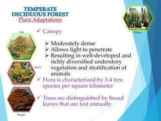 Plant Adaptations 
 Canopy 
Oak Willow 
 Moderately dense 
 Allows light to penetrate 
 Resulting in well-developed and 
richly diversified understory 
vegetation and stratification of 
animals 
 Flora is characterized by 3-4 tree 
species per square kilometer 
 Trees are distinguished by broad 
leaves that are lost annually 
Beech 
Mapple 
 