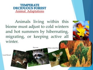 Animal Adaptations 
Animals living within this 
biome must adjust to cold winters 
and hot summers by hibernating, 
migrating, or keeping active all 
winter. 
Least Weasel 
Raccoon White-tailed Deer 
 