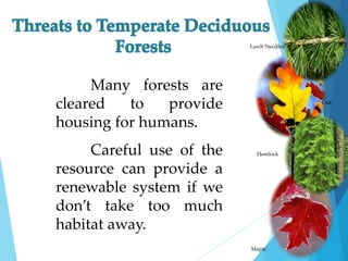 Many forests are 
cleared to provide 
housing for humans. 
Careful use of the 
resource can provide a 
renewable system if we 
don’t take too much 
habitat away. 
Larch Needles 
Oak 
Hemlock 
Maple 
 