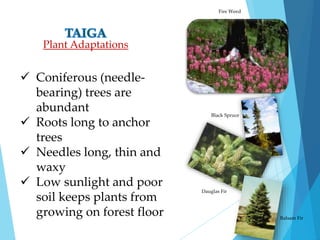 Plant Adaptations 
 Coniferous (needle-bearing) 
trees are 
abundant 
 Roots long to anchor 
trees 
 Needles long, thin and 
waxy 
 Low sunlight and poor 
soil keeps plants from 
growing on forest floor 
Fire Weed 
Balsam Fir 
Black Spruce 
Dauglas Fir 
 