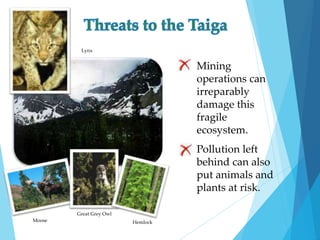  Mining 
operations can 
irreparably 
damage this 
fragile 
ecosystem. 
 Pollution left 
behind can also 
put animals and 
plants at risk. 
Moose 
Great Grey Owl 
Hemlock 
Lynx 
 