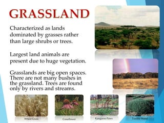 Characterized as lands 
dominated by grasses rather 
than large shrubs or trees. 
Largest land animals are 
present due to huge vegetation. 
Grasslands are big open spaces. 
There are not many bushes in 
the grassland. Trees are found 
only by rivers and streams. 
Wheat Grass Coneflower Kangaroo Paws Tumble Weed 
 