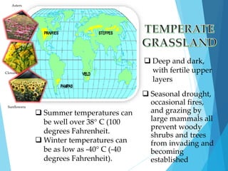  Summer temperatures can 
be well over 38° C (100 
degrees Fahrenheit. 
Winter temperatures can 
be as low as -40° C (-40 
degrees Fahrenheit). 
 Deep and dark, 
with fertile upper 
layers 
 Seasonal drought, 
occasional fires, 
and grazing by 
large mammals all 
prevent woody 
shrubs and trees 
from invading and 
becoming 
established 
Asters 
Clovers 
Sunflowera 
 