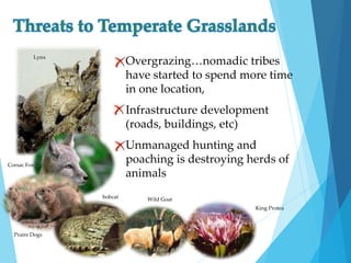 Overgrazing…nomadic tribes 
have started to spend more time 
in one location, 
Infrastructure development 
(roads, buildings, etc) 
Unmanaged hunting and 
poaching is destroying herds of 
animals 
Lynx 
Corsac Fox 
Praire Dogs 
bobcat Wild Goat 
King Protea 
 